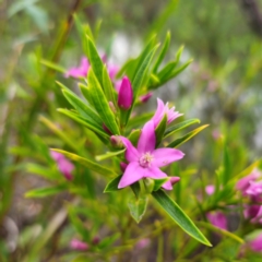 Crowea saligna at Ku-ring-gai Chase National Park - 18 Feb 2024