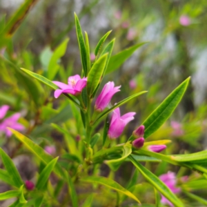 Crowea saligna at Ku-ring-gai Chase National Park - 18 Feb 2024