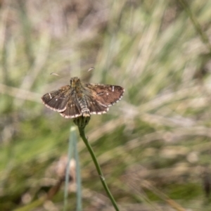 Atkinsia dominula at Namadgi National Park - suppressed