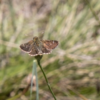 Atkinsia dominula (Two-brand grass-skipper) at Mount Clear, ACT - 7 Feb 2024 by SWishart