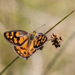 Heteronympha penelope (Shouldered Brown) at Mount Clear, ACT - 7 Feb 2024 by SWishart