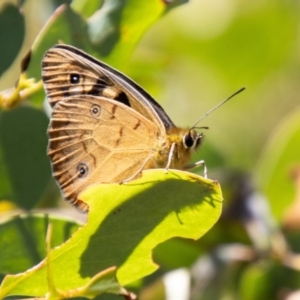 Heteronympha penelope at Namadgi National Park - 7 Feb 2024 01:25 PM