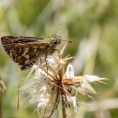 Atkinsia dominula (Two-brand grass-skipper) at Namadgi National Park - 7 Feb 2024 by SWishart