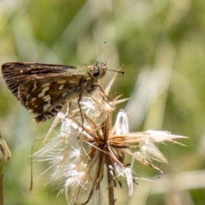 Atkinsia dominula at Namadgi National Park - 7 Feb 2024