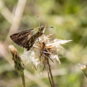 Atkinsia dominula at Namadgi National Park - 7 Feb 2024