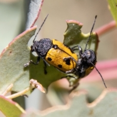 Cadmus (Cadmus) litigiosus (Leaf beetle) at Mount Clear, ACT - 7 Feb 2024 by SWishart