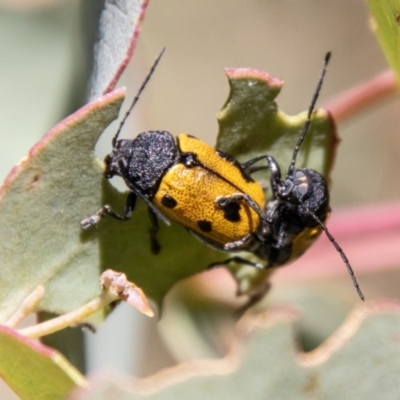 Cadmus (Cadmus) litigiosus (Leaf beetle) at Namadgi National Park - 7 Feb 2024 by SWishart