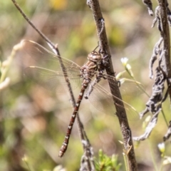 Austroaeschna unicornis (Unicorn Darner) at Namadgi National Park - 7 Feb 2024 by SWishart