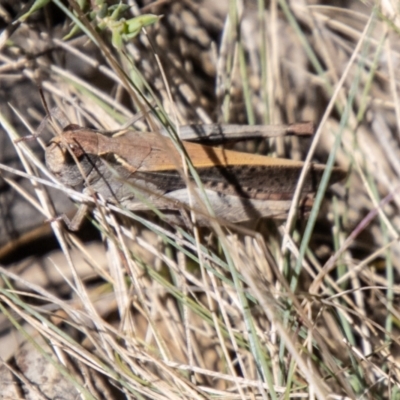 Cryptobothrus chrysophorus (Golden Bandwing) at Namadgi National Park - 7 Feb 2024 by SWishart