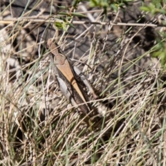 Cryptobothrus chrysophorus at Namadgi National Park - 7 Feb 2024