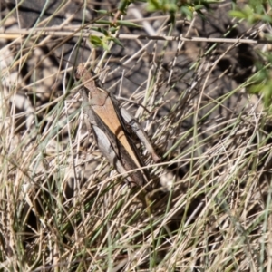 Cryptobothrus chrysophorus at Namadgi National Park - 7 Feb 2024