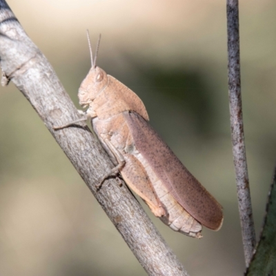 Goniaea australasiae (Gumleaf grasshopper) at Namadgi National Park - 7 Feb 2024 by SWishart