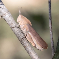 Goniaea australasiae (Gumleaf grasshopper) at Namadgi National Park - 7 Feb 2024 by SWishart