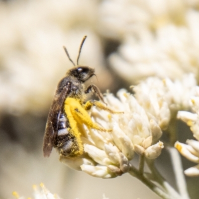 Lasioglossum (Chilalictus) sp. (genus & subgenus) (Halictid bee) at Namadgi National Park - 7 Feb 2024 by SWishart
