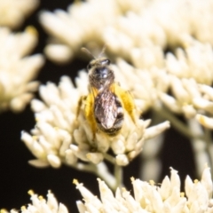 Lasioglossum (Chilalictus) sp. (genus & subgenus) at Namadgi National Park - 7 Feb 2024