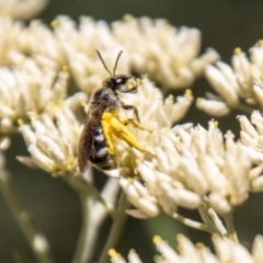 Lasioglossum (Chilalictus) sp. (genus & subgenus) at Namadgi National Park - 7 Feb 2024