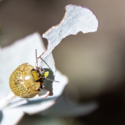 Paropsisterna inspersa at Namadgi National Park - 7 Feb 2024 by SWishart