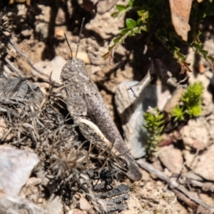 Cirphula pyrrhocnemis at Namadgi National Park - 7 Feb 2024