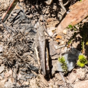 Cirphula pyrrhocnemis at Namadgi National Park - 7 Feb 2024