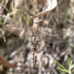 Austroaeschna unicornis (Unicorn Darner) at Mount Clear, ACT - 7 Feb 2024 by SWishart