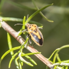 Agonoscelis rutila (Horehound bug) at Namadgi National Park - 7 Feb 2024 by SWishart