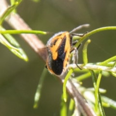 Agonoscelis rutila at Namadgi National Park - 7 Feb 2024