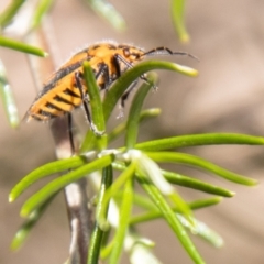 Agonoscelis rutila at Namadgi National Park - 7 Feb 2024