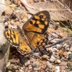 Geitoneura klugii (Marbled Xenica) at Mount Clear, ACT - 7 Feb 2024 by SWishart