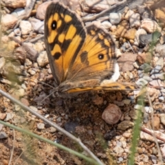 Geitoneura klugii at Namadgi National Park - 7 Feb 2024