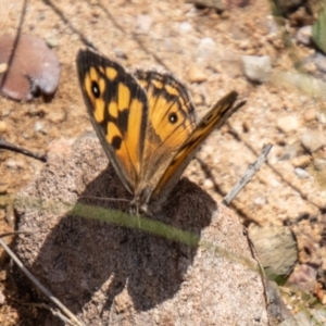 Geitoneura klugii at Namadgi National Park - 7 Feb 2024