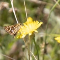 Atkinsia dominula (Two-brand grass-skipper) at Namadgi National Park - 7 Feb 2024 by SWishart