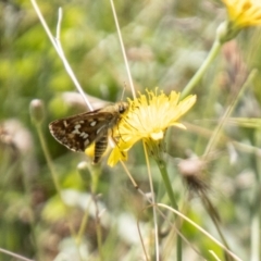 Atkinsia dominula at Namadgi National Park - 7 Feb 2024