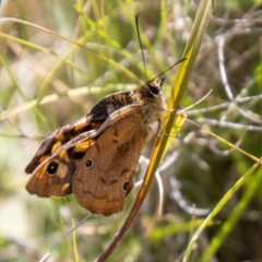 Heteronympha penelope (Shouldered Brown) at Namadgi National Park - 7 Feb 2024 by SWishart