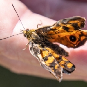 Heteronympha penelope at Namadgi National Park - 7 Feb 2024