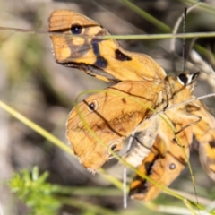 Heteronympha penelope at Namadgi National Park - 7 Feb 2024