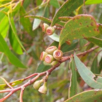 Eucalyptus nitida (Smithton Peppermint) at Southwest, TAS - 16 Feb 2024 by Detritivore