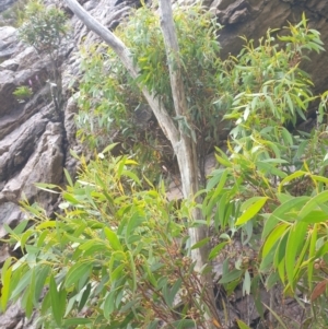 Eucalyptus nitida at Southwest National Park - 16 Feb 2024 12:19 PM