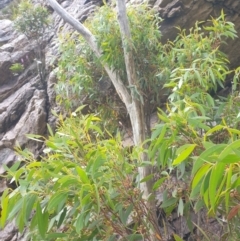 Eucalyptus nitida at Southwest National Park - 16 Feb 2024