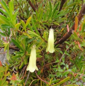 Billardiera macrantha at Southwest National Park - 16 Feb 2024