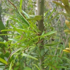 Billardiera macrantha at Southwest National Park - 16 Feb 2024