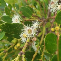 Eucalyptus vernicosa (Varnished Gum) at Southwest, TAS - 16 Feb 2024 by Detritivore