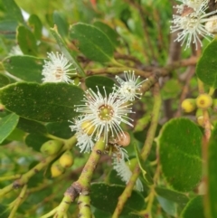 Eucalyptus vernicosa (Varnished Gum) at Southwest National Park - 16 Feb 2024 by Detritivore