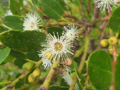 Eucalyptus vernicosa (Varnished Gum) at Southwest National Park - 16 Feb 2024 by Detritivore