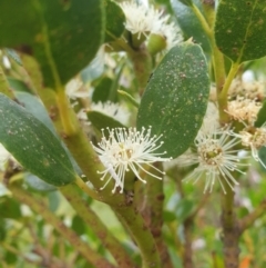 Eucalyptus vernicosa at Southwest National Park - 16 Feb 2024