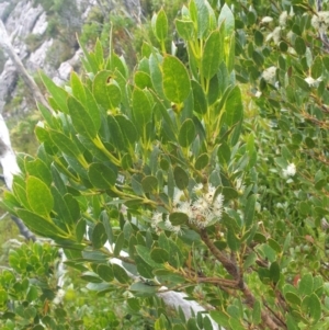 Eucalyptus vernicosa at Southwest National Park - 16 Feb 2024