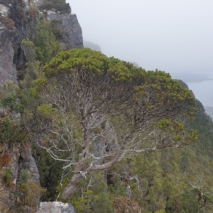 Eucalyptus vernicosa at Southwest National Park - 16 Feb 2024 11:14 AM