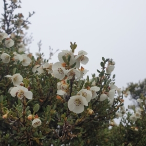 Eucryphia milliganii at Southwest National Park - 16 Feb 2024 11:13 AM