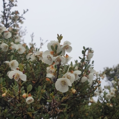 Eucryphia milliganii (Dwarf Leatherwood) at Southwest, TAS - 16 Feb 2024 by Detritivore