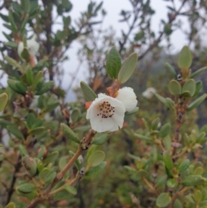 Eucryphia milliganii at Southwest National Park - 16 Feb 2024 11:13 AM