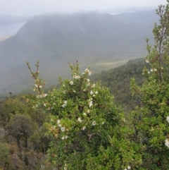 Eucryphia milliganii at Southwest National Park - 16 Feb 2024 11:13 AM